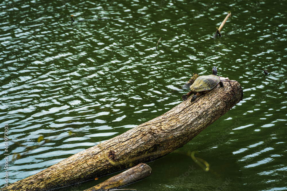 Fototapeta premium tortoise thai An amphibious animal with a hard protective shell swims in a pond and basks on wood marching on a log in sunlight among