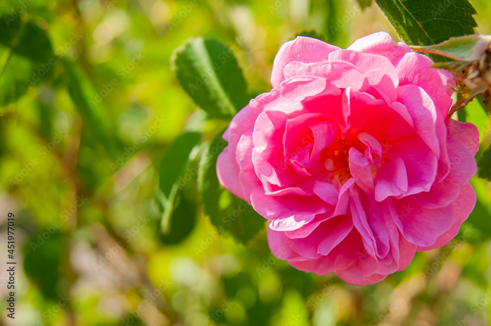 Beautiful flower close-up. A bush of pink roses.