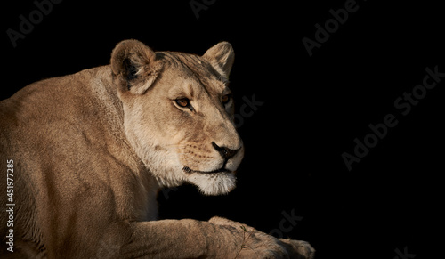 Close-up side view of a lioness isolated on black background
