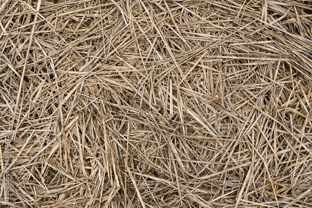 Straw and hay texture
Straw and hay texture