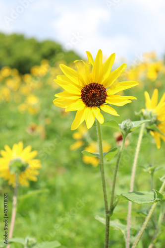 ひまわり 向日葵 ヒマワリ 夏 黄色 鮮やか かわいい 綺麗 夏の風景 グリーン  自然 群生
