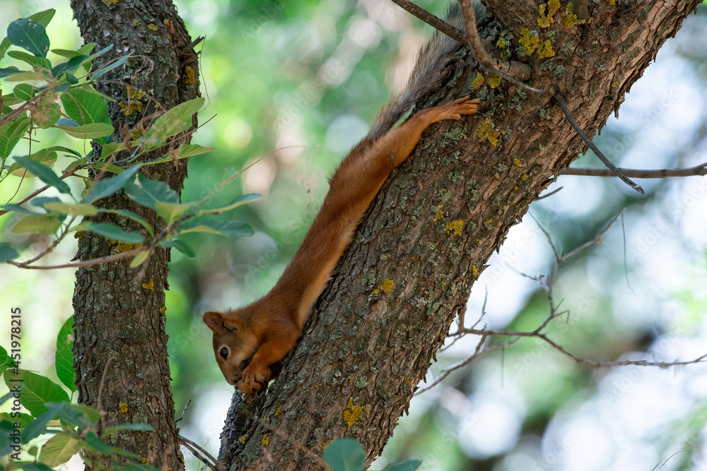 Red squirrel eat nuts on spring scene, Sciurus vulgaris Red squirrel eat nuts on spring scene, Sciurus vulgaris