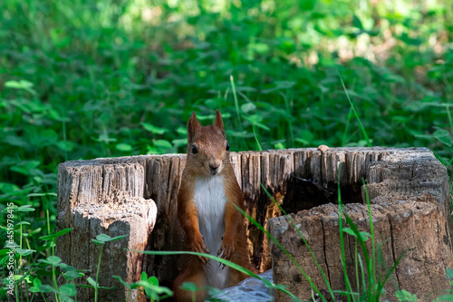 Red squirrel eat nuts on spring scene, Sciurus vulgaris