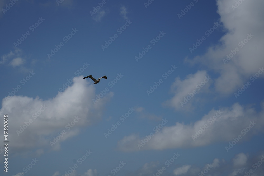 テキサス州コーパスクリスティの青空と海鳥