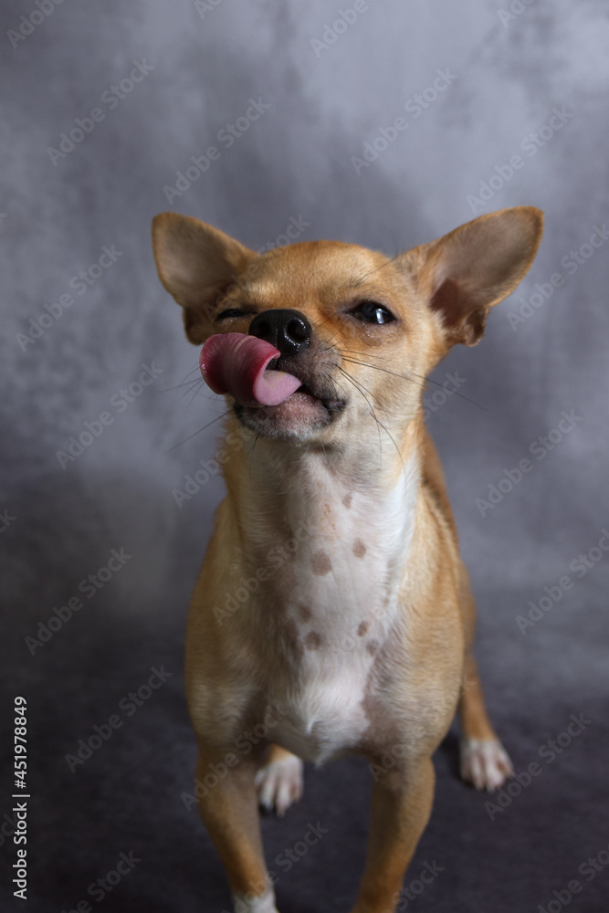 Obraz premium Chihuahua Dog sticking tongue out Expressions