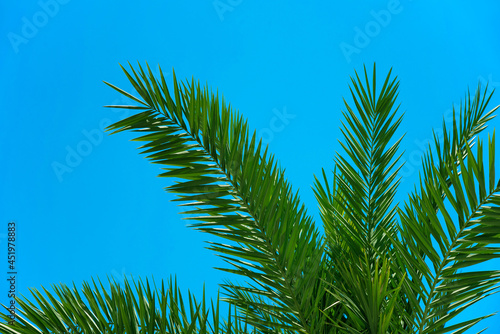 Green branches of a palm tree from below on a blue background