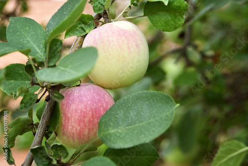 Ripe large apples on the branches of a tree