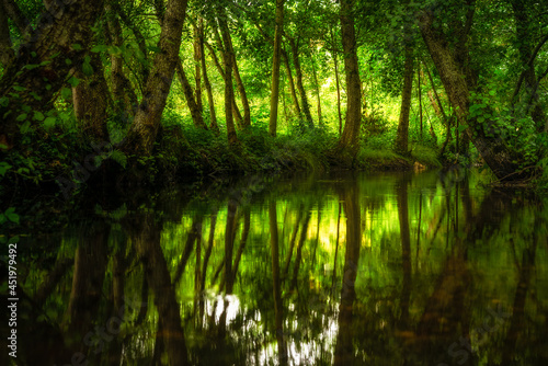 Reflejo de unos arboles en el rio con colores verdes y aspecto Mágico, en Galicia, España. 