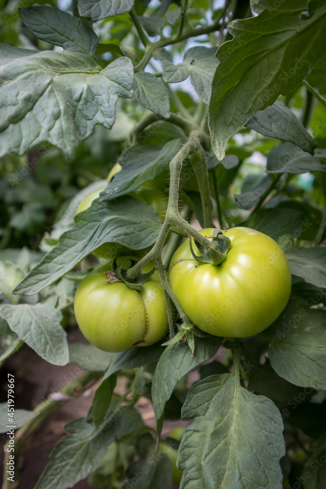 Unripe green tomatoes growing in the vegetable garden, Close up. Growing Organic products. Unripe green tomatoes growing in the vegetable garden, Close up. Growing Organic products.