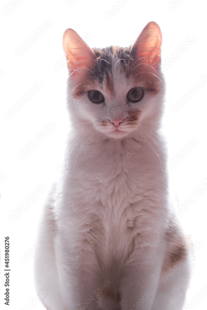 Happy kitten looks to the side. isolated on white background Happy kitten looks to the side. isolated on white background