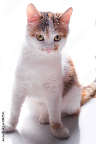 Happy kitten looks to the side. isolated on white background