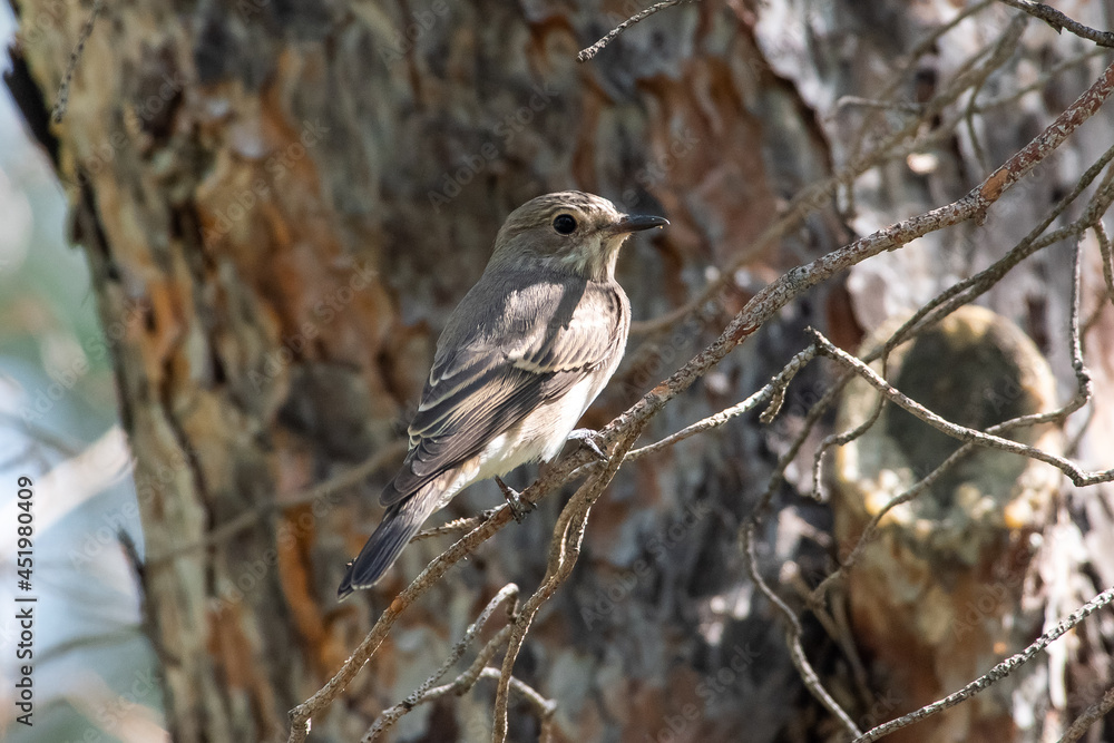 Muscicapa striata sit on tree
Spotted flycatcher sit on branch Volgograd region, Russia.
Muscicapa striata sit on tree
Spotted flycatcher sit on branch Volgograd region, Russia.
