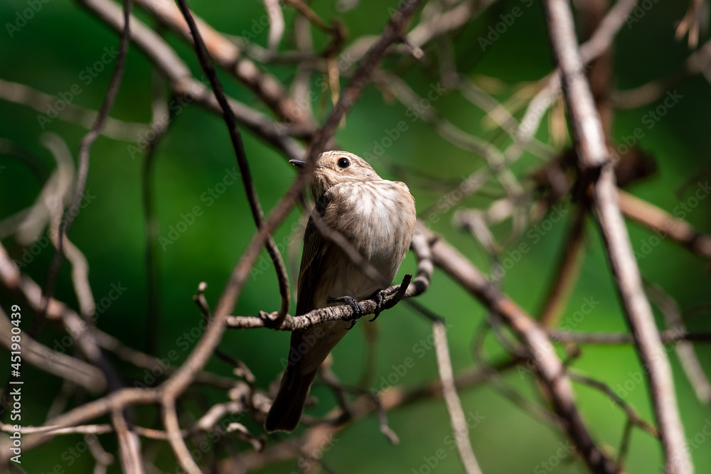 Muscicapa striata sit on tree
Spotted flycatcher sit on branch Volgograd region, Russia.
