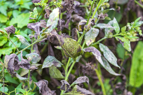 A withered sickly leaf of a green plant. Consequences of chemical treatment with pesticides