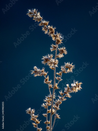 white flowers with blue blurred background