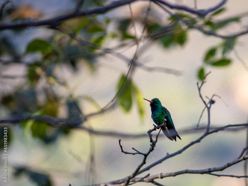 red beak hummingbird