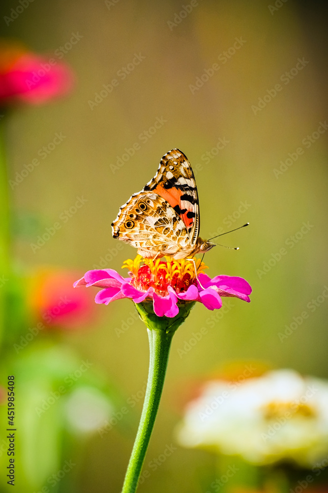 Butterfly on pink flower against blurry background Butterfly on pink flower against blurry background