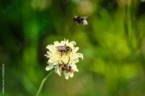 Bees with white flower against green background © pixxelmixx