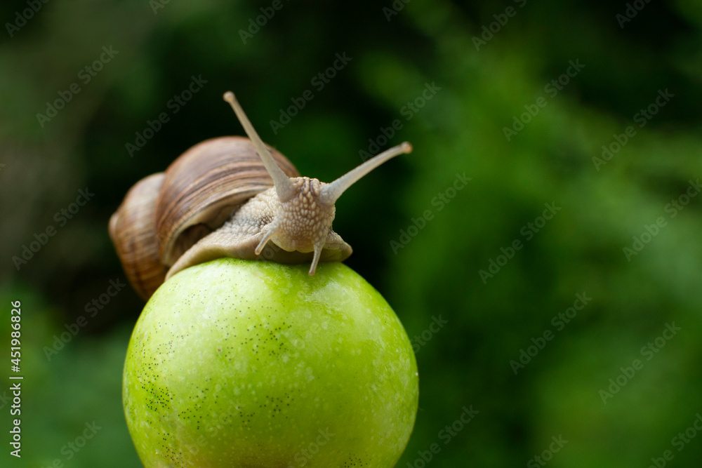 A funny snail with a beautiful must on an apple A funny snail with a beautiful must on an apple