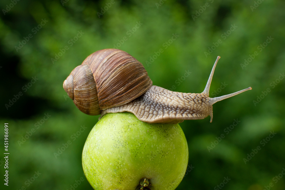 A large snail on an apple in the garden.
A large snail on an apple in the garden.