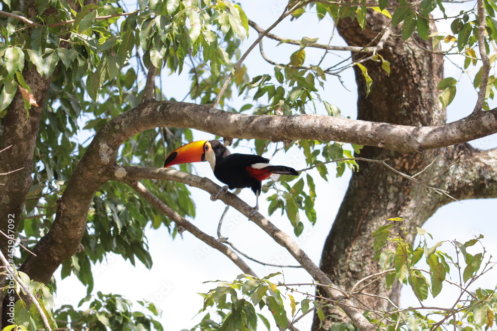 toucan in a tree with green and yellow leaves toucan in a tree with green and yellow leaves