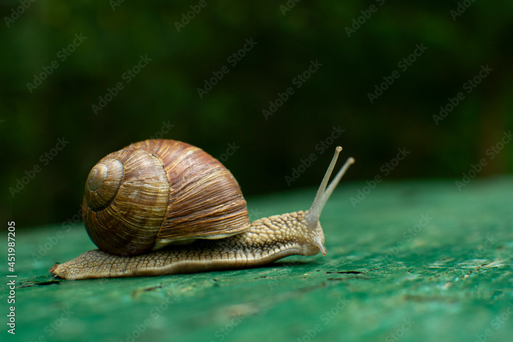 A slow snail walks the plank A slow snail walks the plank