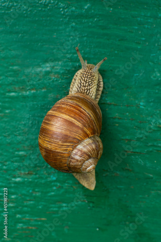 Snail on green background. View from above