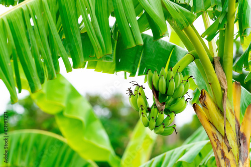 There are many banana trees in the fields that are full of green fruit in the atmosphere on a clear day.
