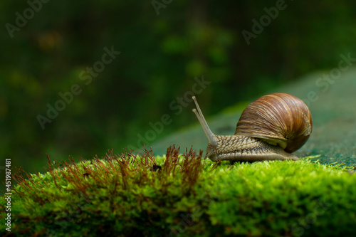 Beautiful snail on a garden background