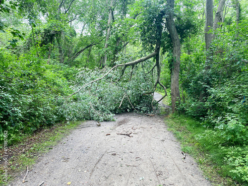 Tree branch covering dirt hiking path in the woods after a storm photo