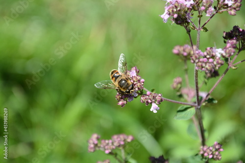 pszczoła, lato, kwiaty, owad © Danuta