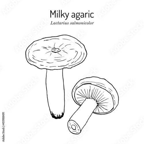 Milky agaric Lactarius salmonicolor , edible and medicinal mushroom
