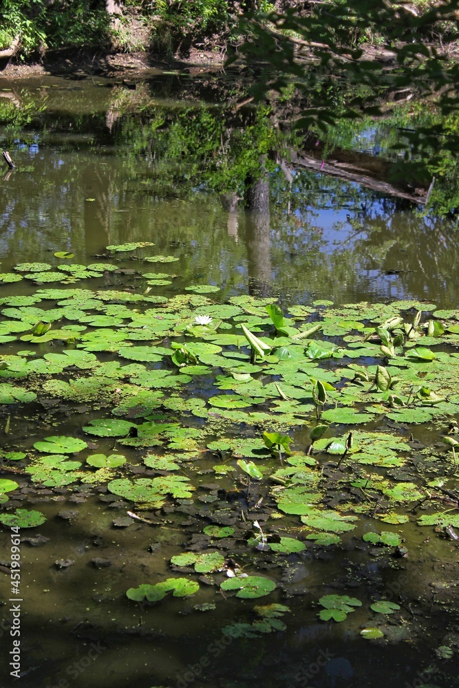 Quiet country lily pool basking in the bright summer sun. Quiet country lily pool basking in the bright summer sun.