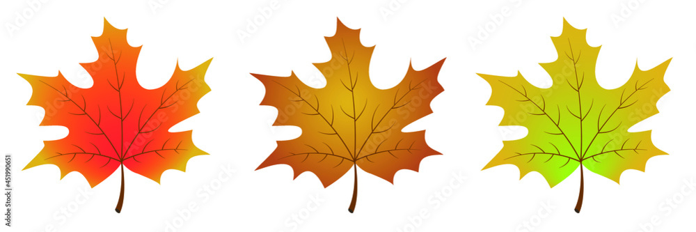 Autumn maple leaves in red, orange, yellow, and green colors. Autumn maple leaves in red, orange, yellow, and green colors.
