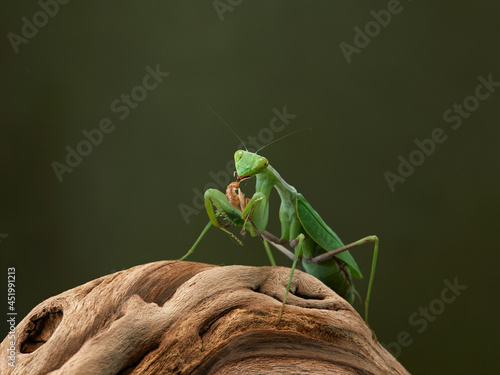 Bild auf Leinwand Praying mantis on a green background. The insect hunts, eat.