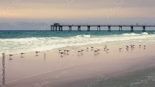 Sea Gulls on Beach Landscape