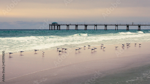 Sea Gulls on Beach Landscape photo
