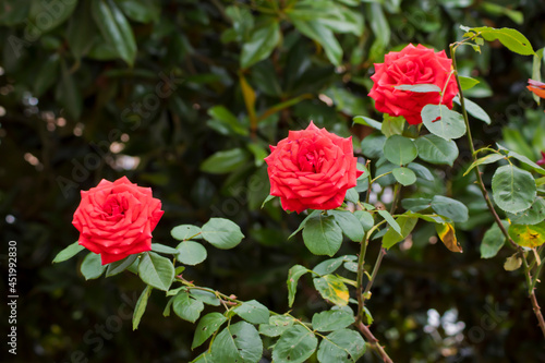 Rosal rojo entre hojas verdes photo