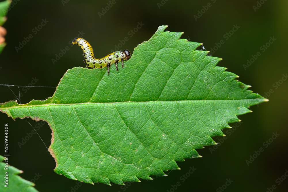 false caterpillar of the rose bush (Arge rosae)