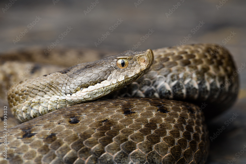 portrait Asp viper (Vipera aspis) in nature portrait Asp viper (Vipera aspis) in nature