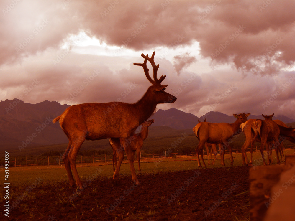 Deer with antlers on the background of the mountains warm autumn processing