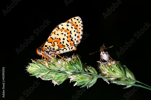 the spotted fritillary or red-band fritillary (Melitaea didyma) photo