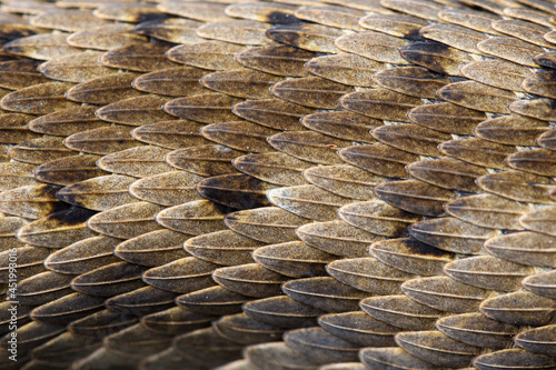 detail of the scales of an asp viper (Vipera aspis zinnikeri) photo