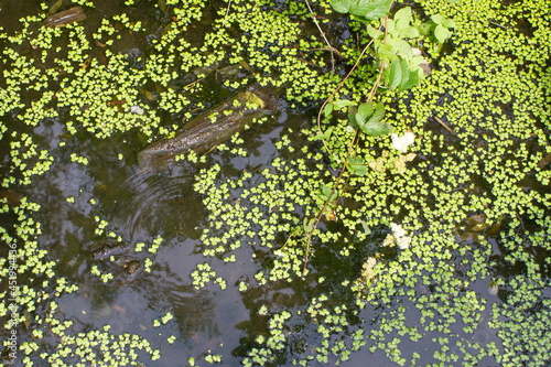 Fotografia duckweed, aquatic flora from the French marsh, Europe
