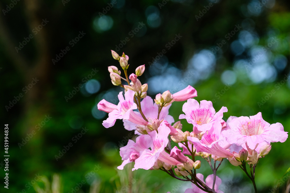 Fototapeta premium Pink flowers against dark background