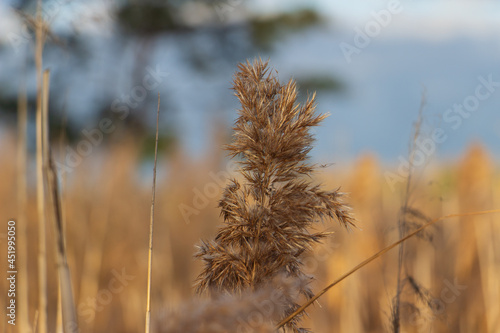 reeds in the wind. reeds close up autumn in the sunset light. Autumn landscape by the lake  soft yellow colors.