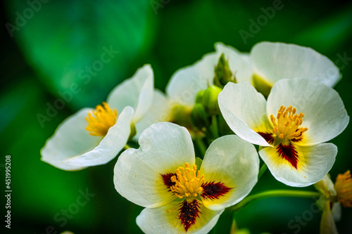 Bright white  yellow and dark red flowers against green background