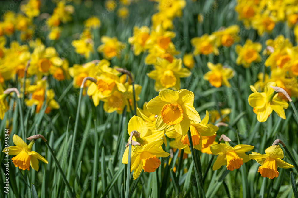 Spring time daffodils Spring time daffodils
