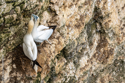 Gannet sea bird, morus bassanus, bonding with the brushing beaks in courtship mating ritual