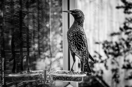 Starling bird, sturnus vulgaris, on window suet feeder with reflection